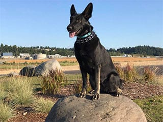 100 Percent Off Leash