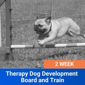 Therapy Dog Preparation Board and Train