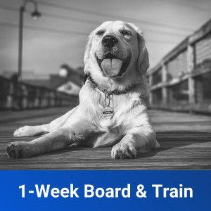 1 Week Board and Train