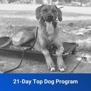 21-Day Top Dog Program
