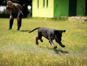 Essential Dog Training Tips for New Owners