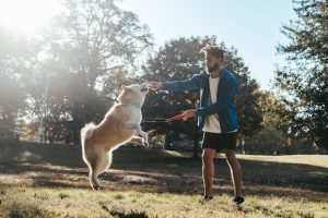 Essential Dog Training Tips for New Owners