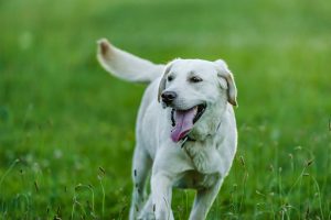 The Best Spots to Test Your Dog’s Recall Skills