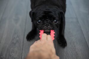 Mental Stimulation for Dogs