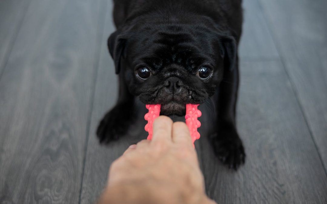 Why Mental Stimulation is Key for Dogs