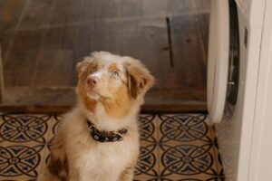 Potty Training Tips for Puppies in Urban Homes