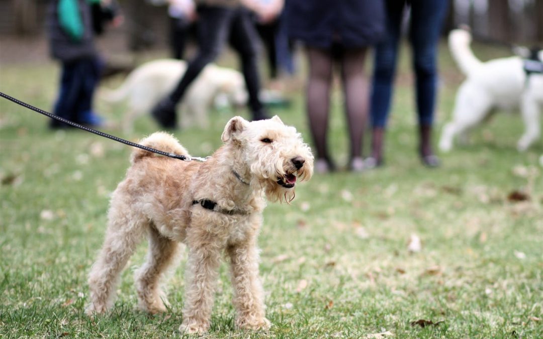 Training Reactive Dogs in Busy Parks