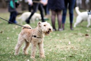 Training Reactive Dogs in Busy Parks