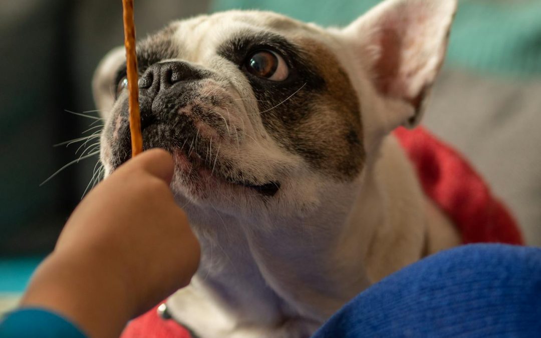The Power of Positive Reinforcement for Dogs