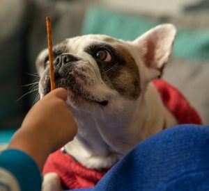 The Power of Positive Reinforcement for Dogs
