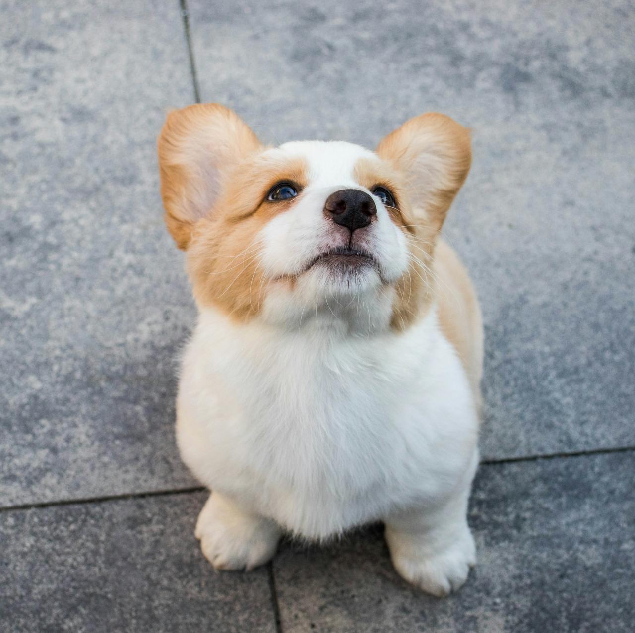 Potty Training Tips for Puppies in Urban Homes