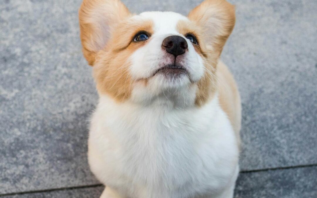 Potty Training Tips for Puppies in Urban Homes