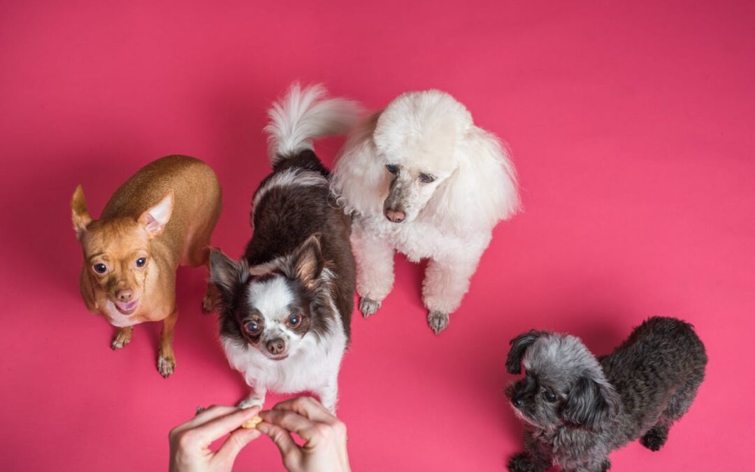 Why Early Training Matters for Puppies