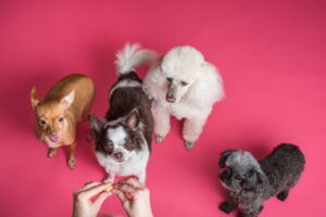 Early Training for Puppies