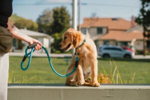 Early Training for Puppies