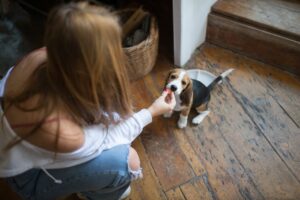 Potty Training Tips for Puppies in Urban Homes