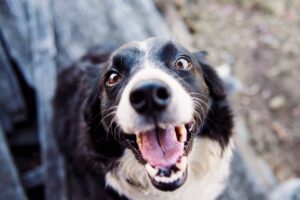 Mental Stimulation for Dogs