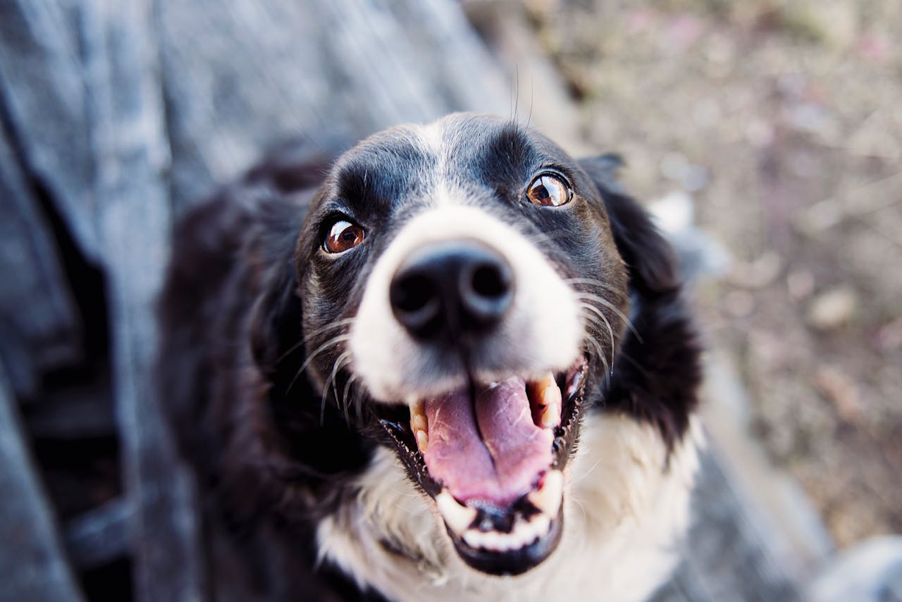Mental Stimulation for Dogs