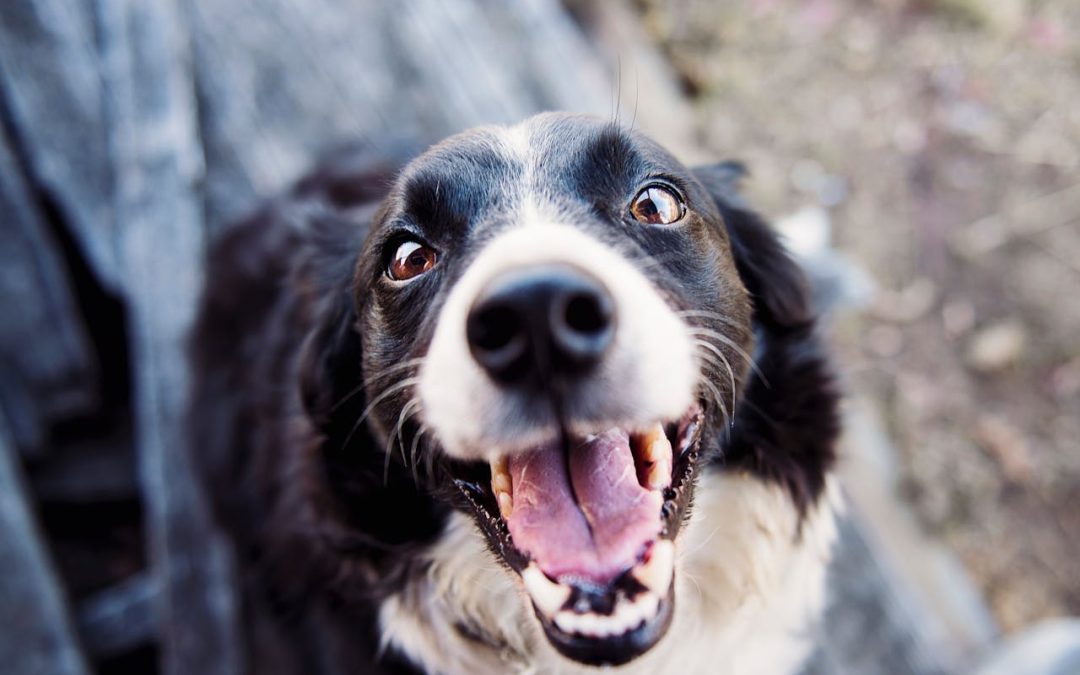 Training Senior Dogs: 5 Key Tips for Care & Obedience