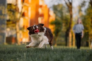 Training Reactive Dogs in Busy Parks