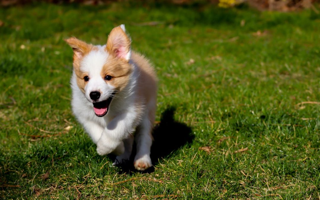 The Best Spots to Test Your Dog’s Recall Skills