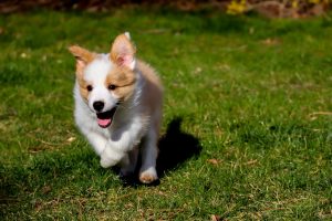 The Best Spots to Test Your Dog’s Recall Skills