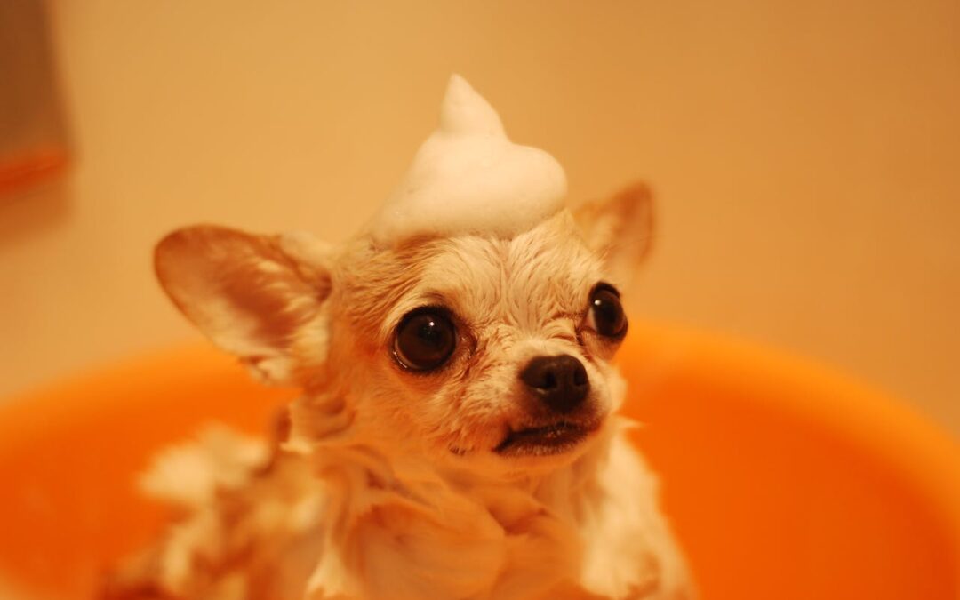 5 Dog Grooming Tips to Complement Training