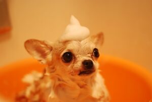 Dog Grooming Tips