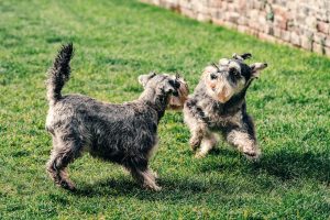 Training Reactive Dogs in Busy Parks