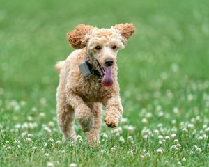 The Best Spots to Test Your Dog’s Recall Skills
