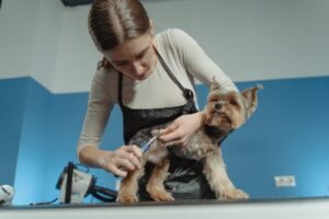 Dog Grooming Tips
