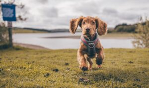 Early Training for Puppies
