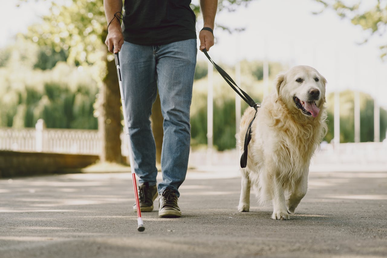 Train a Service Dog