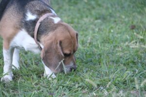 Scent Training for Dogs