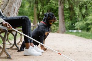 Train a Service Dog
