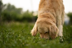 Scent Training for Dogs