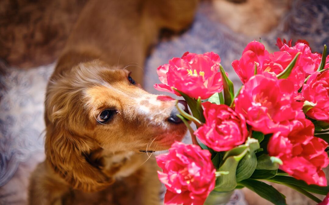 Scent Training for Dogs