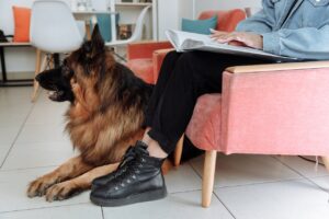 Train a Service Dog