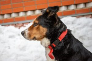 Training Rescue Dogs