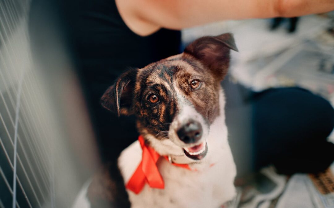 Training Rescue Dogs: 7 Powerful Steps for Trust & Obedience