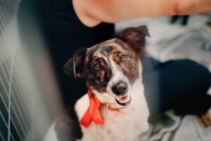 Training Rescue Dogs