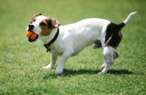 Teach Dog to Fetch