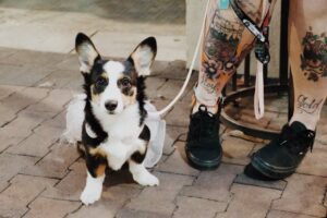 Urban Dog Behavior
