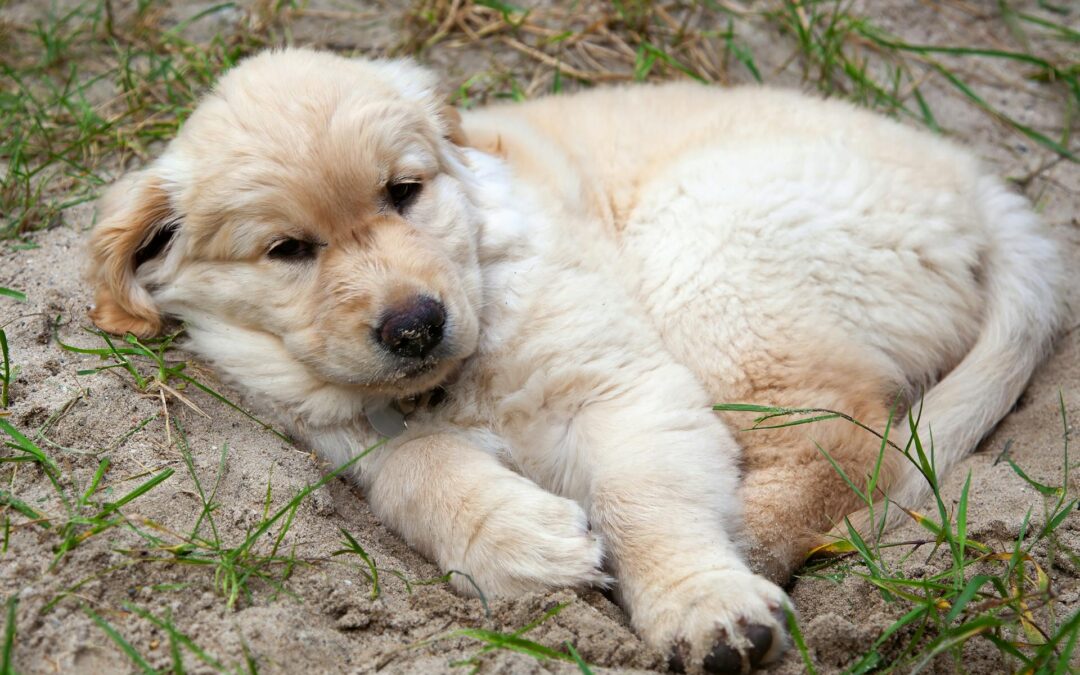 7 Powerful Ways to Overcome Dog Training Setbacks Fast!