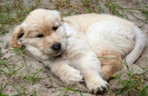 Dog Training Setbacks