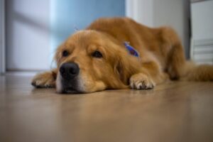 Enrichment Activities for Dogs