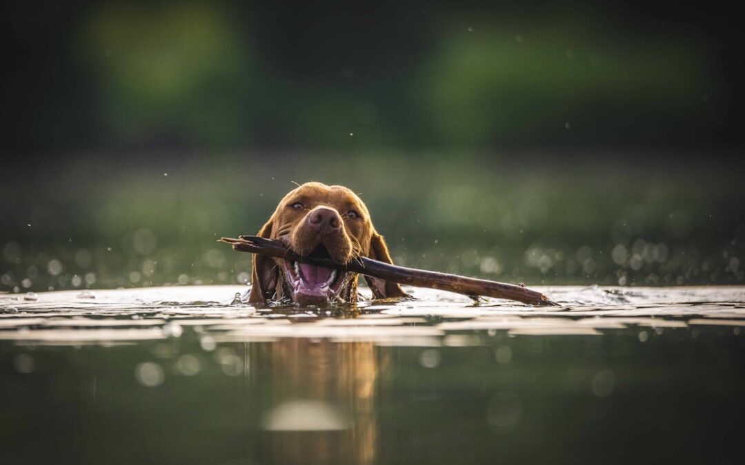 Teach Dog to Fetch: 7 Simple Steps for Fast Results!
