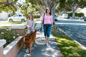 Training Dogs to Stay Calm Around Busy Roads