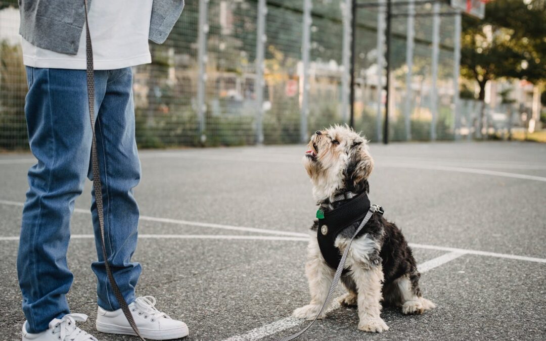 Urban Dog Behavior: 5 Key Training Adjustments for City Life