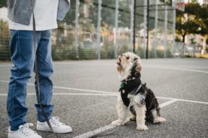 Urban Dog Behavior